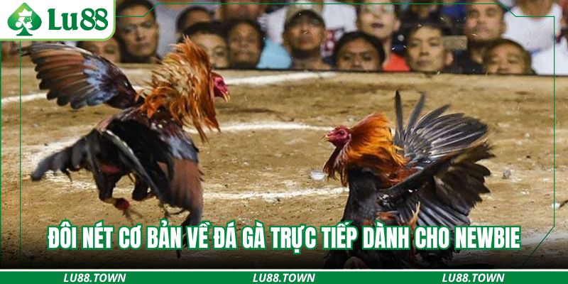 Đôi nét cơ bản về đá gà trực tiếp dành cho newbie