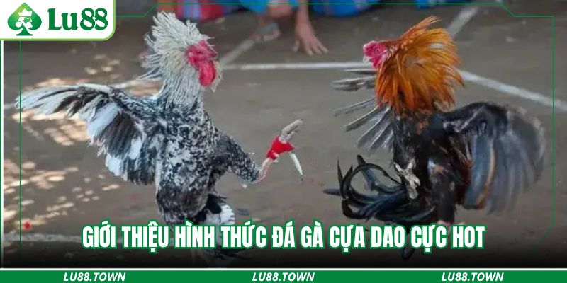 Giới thiệu hình thức đá gà cựa dao cực hot