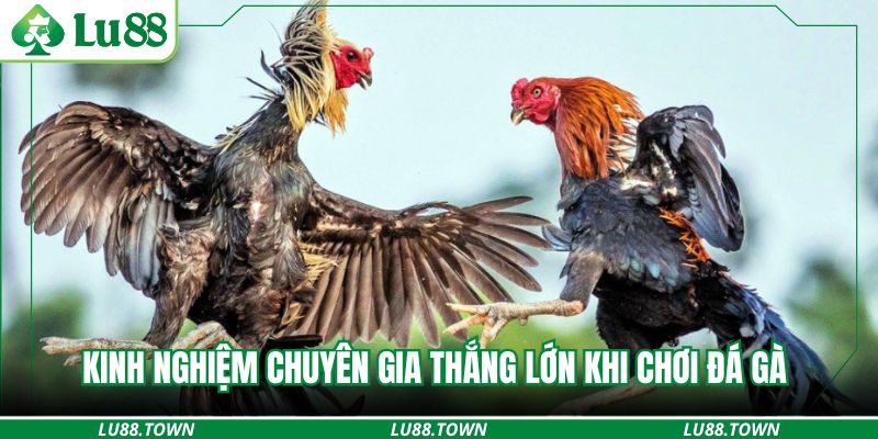 Kinh nghiệm chuyên gia thắng lớn khi chơi đá gà